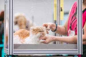 Pet Nail Trimming