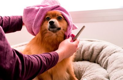 dog4