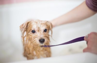 dog5