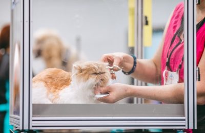 Pet Nail Trimming